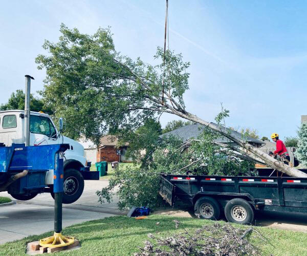 Fort Worth Tree Removal