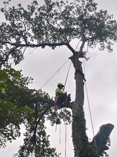 Tree Trimming by Xtreem Tree Services