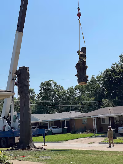 Tree Removal by Xtreem Tree Services