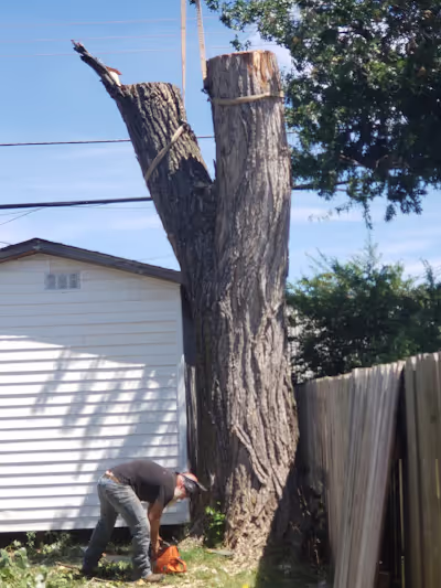 Completed tree removal