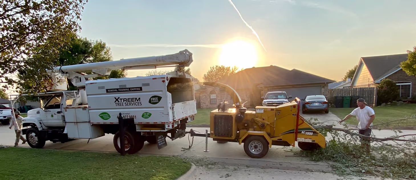Tree removal job site