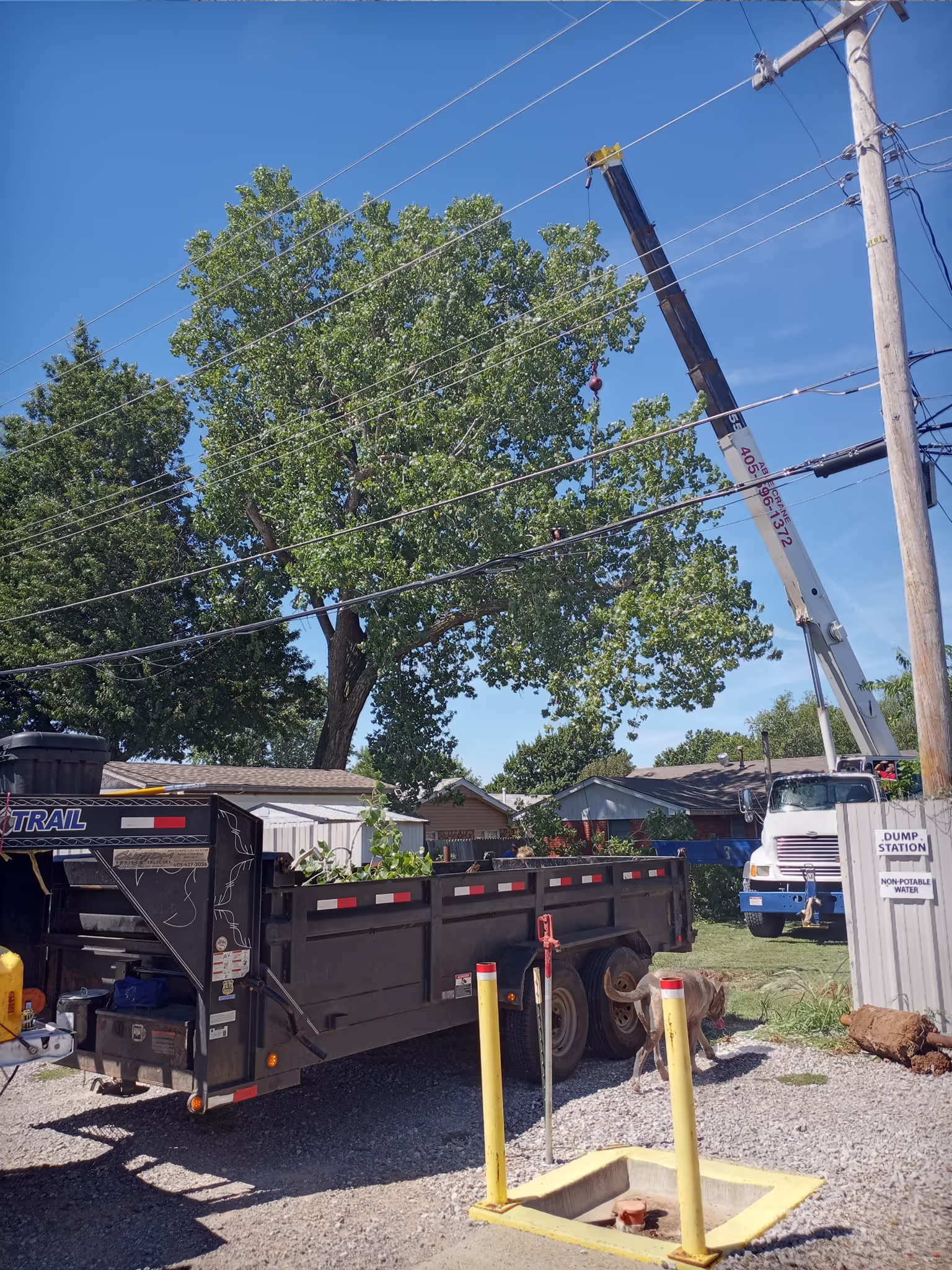 Crew trimming a large tree