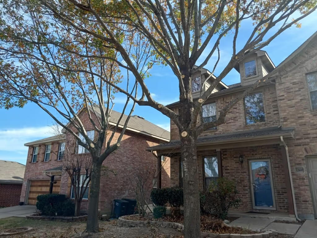 Tree Pruning by Xtreem Tree Services