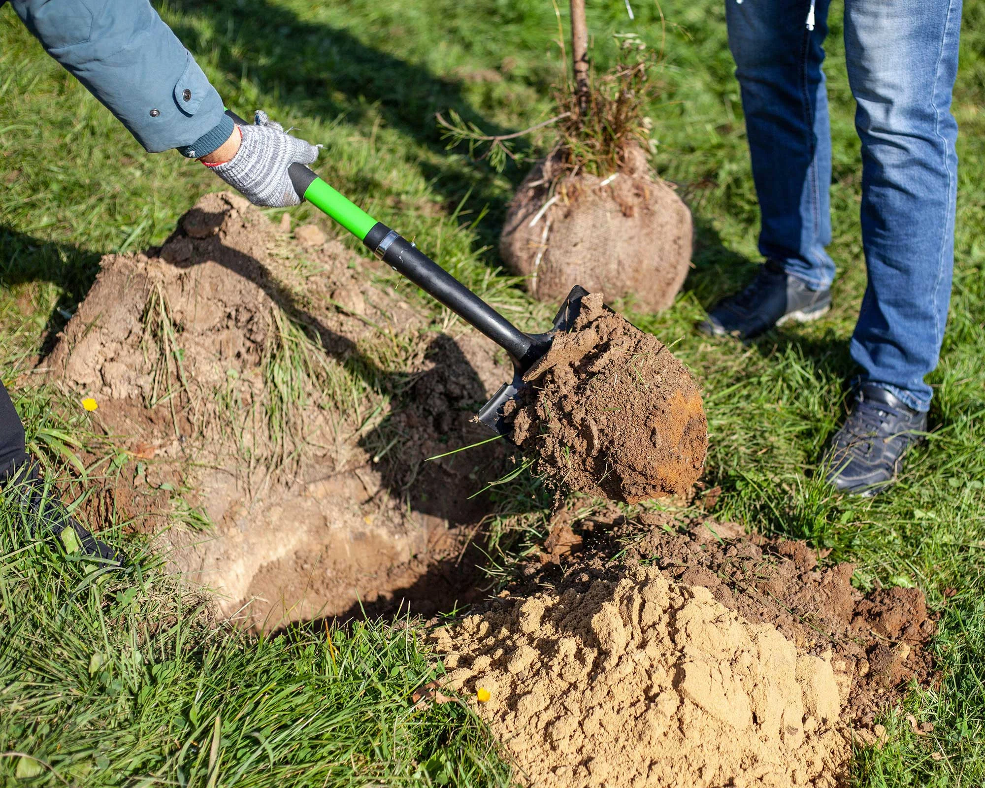 Digging a planting hole beside a burlap-wrapped tree root ball